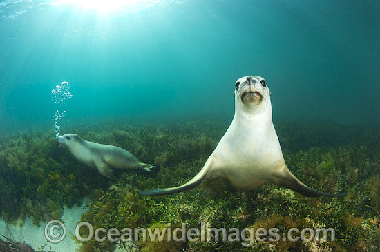 Australian Sea Lion swimming photo Australian Sea Lion swimming photo