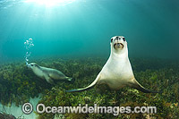 Australian Sea Lion swimming Photo - Gary Bell