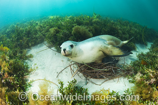 Australian Sea Lion swimming photo Australian Sea Lion swimming photo