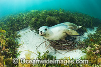 Australian Sea Lion swimming Photo - Gary Bell