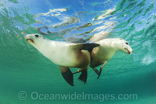 Australian Sea Lion swimming photo Australian Sea Lion swimming photo