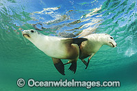 Australian Sea Lion swimming Photo - Gary Bell