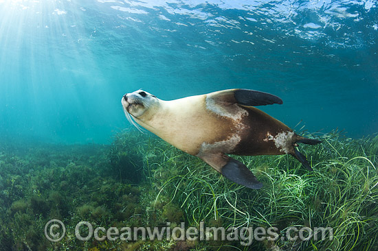 Australian Sea Lion photo Australian Sea Lion photo