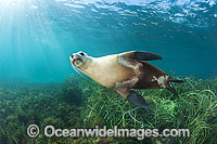 Australian Sea Lion Photo - Gary Bell