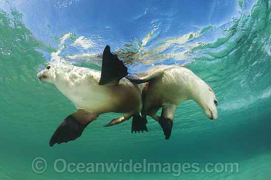 Australian Sea Lion swimming photo Australian Sea Lion swimming photo