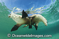 Australian Sea Lion swimming Photo - Gary Bell