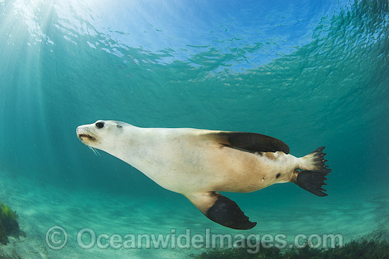 Australian Sea Lion swimming photo Australian Sea Lion swimming photo
