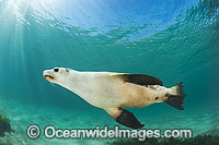 Australian Sea Lion swimming Photo - Gary Bell
