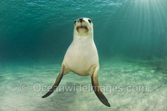 Australian Sea Lion swimming photo Australian Sea Lion swimming photo