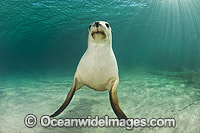 Australian Sea Lion swimming Photo - Gary Bell