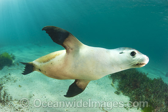 Australian Sea Lion photo Australian Sea Lion photo
