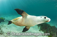 Australian Sea Lion Photo - Gary Bell