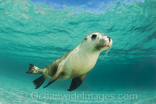Australian Sea Lion swimming photo