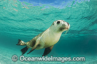 Australian Sea Lion swimming Photo - Gary Bell