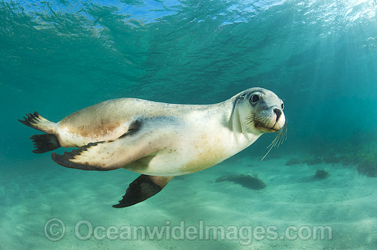 Australian Sea Lion swimming photo Australian Sea Lion swimming photo