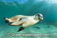 Australian Sea Lion swimming Photo - Gary Bell