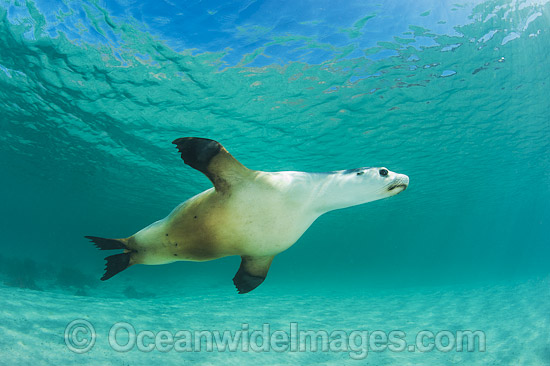 Australian Sea Lion swimming photo Australian Sea Lion swimming photo