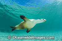 Australian Sea Lion swimming Photo - Gary Bell