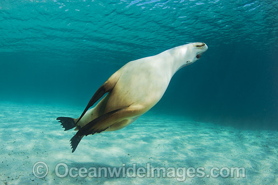 Australian Sea Lion swimming photo Australian Sea Lion swimming photo