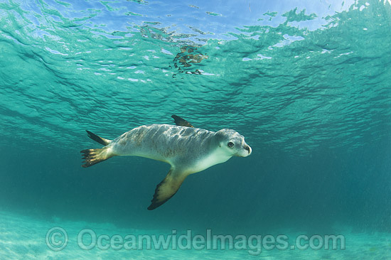 Australian Sea Lion swimming photo Australian Sea Lion swimming photo