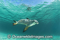 Australian Sea Lion swimming Photo - Gary Bell
