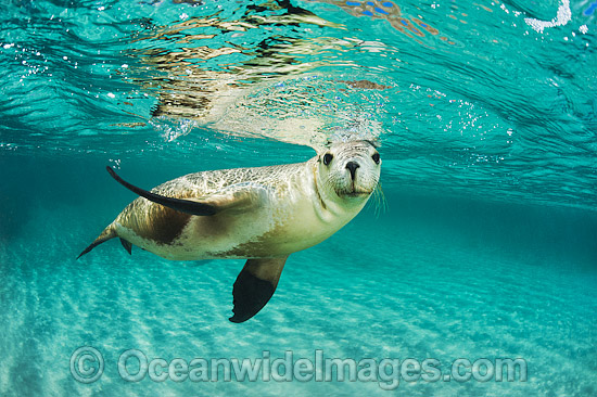Australian Sea Lion photo