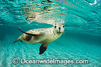 Australian Sea Lion Photo - Gary Bell