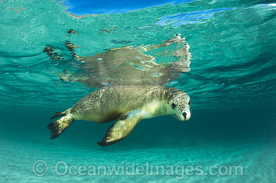 Australian Sea Lion swimming photo Australian Sea Lion swimming photo