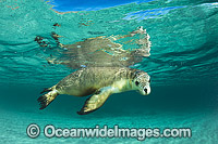 Australian Sea Lion swimming Photo - Gary Bell