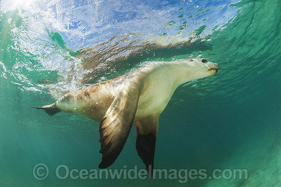 Australian Sea Lion swimming photo