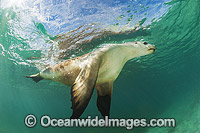 Australian Sea Lion swimming Photo - Gary Bell