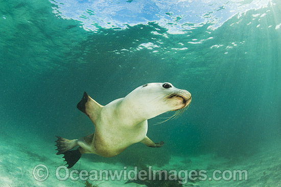 Australian Sea Lion swimming photo