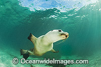 Australian Sea Lion swimming Photo - Gary Bell
