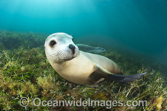 Australian Sea Lion swimming photo Australian Sea Lion swimming photo
