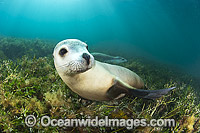 Australian Sea Lion swimming Photo - Gary Bell