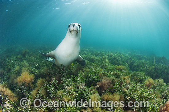 Australian Sea Lion swimming photo Australian Sea Lion swimming photo