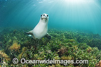 Australian Sea Lion swimming Photo - Gary Bell