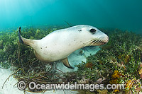 Australian Sea Lion Photo - Gary Bell
