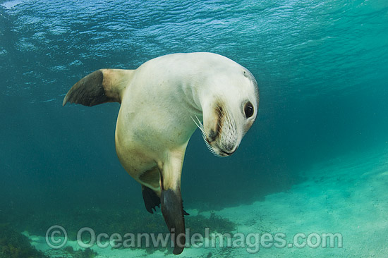 Australian Sea Lion swimming photo Australian Sea Lion swimming photo