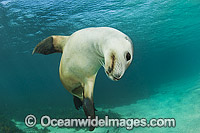 Australian Sea Lion swimming Photo - Gary Bell
