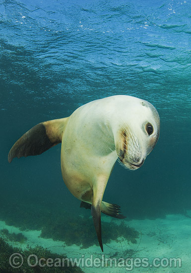 Australian Sea Lion swimming photo Australian Sea Lion swimming photo