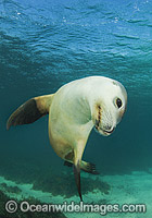 Australian Sea Lion swimming Photo - Gary Bell