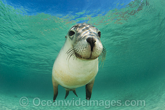 Australian Sea Lion photo