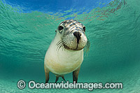 Australian Sea Lion Photo - Gary Bell
