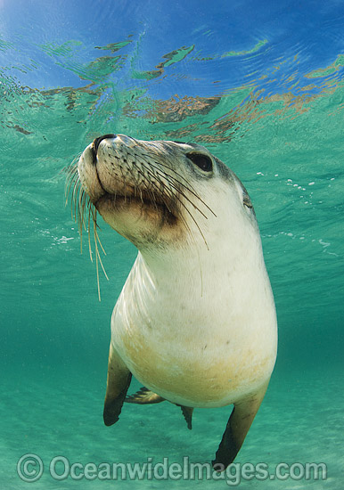 Australian Sea Lion swimming photo
