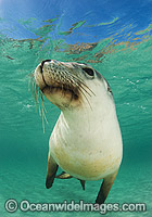 Australian Sea Lion swimming Photo - Gary Bell