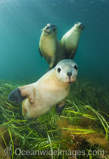 Australian Sea Lion photo Australian Sea Lion photo