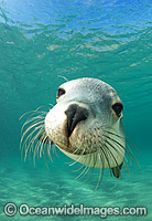 Australian Sea Lion swimming Photo - Gary Bell