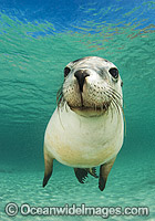 Australian Sea Lion swimming Photo - Gary Bell