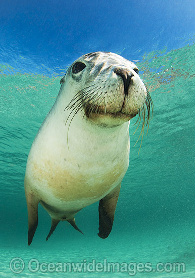 Australian Sea Lion photo